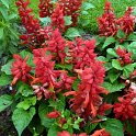 Salvia splendens 'Mojave'